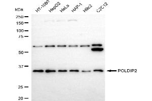 anti-Polymerase (DNA-Directed), delta Interacting Protein 2 (POLDIP2) antibody