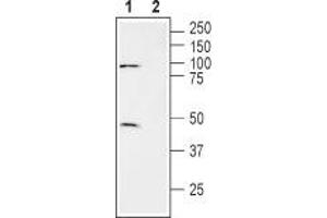 Western blot analysis of human brain glioblastoma cell line (U-87 MG) lysate: - 1. (SLC7A11 Antikörper  (3rd Extracellular Loop))