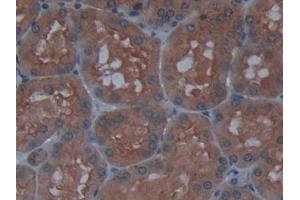 IHC-P analysis of Human Kidney Tissue, with DAB staining. (AGLU Antikörper  (AA 213-392))