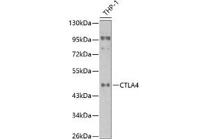 Western blot analysis of extracts of THP1 cells, using CD152/CTLA-4 antibody (ABIN6134267, ABIN6139199, ABIN6139201 and ABIN6218156) at 1:1000 dilution. (CTLA4 Antikörper  (AA 16-66))