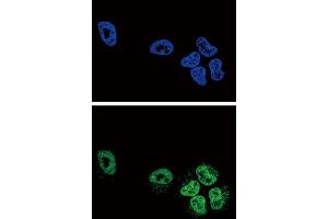 Immunofluorescence (IF) image for anti-Phospholipase A2, Group IVA (Cytosolic, Calcium-Dependent) (PLA2G4A) antibody (ABIN3003780) (PLA2G4A Antikörper)