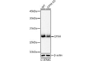 Western blot analysis of extracts from wild type (WT) and GPX4 knockdown (KD) U-87MG cell pools, using GPX4 antibody (ABIN7267436) at 1:1000 dilution.