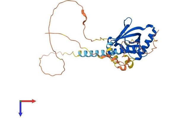 LDLRAP1 Protein (AA 1-308) (His tag)