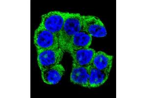 Confocal immunofluorescent analysis of FA96A Antibody (C-term) (ABIN655197 and ABIN2844813) with WiDr cell followed by Alexa Fluor 488-conjugated goat anti-rabbit lgG (green). (FAM96A Antikörper  (C-Term))