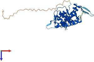 GOLPH3L Protein (AA 1-285) (His tag)