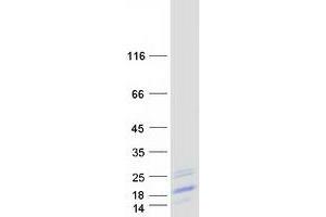 Validation with Western Blot (BATF Protein (Myc-DYKDDDDK Tag))
