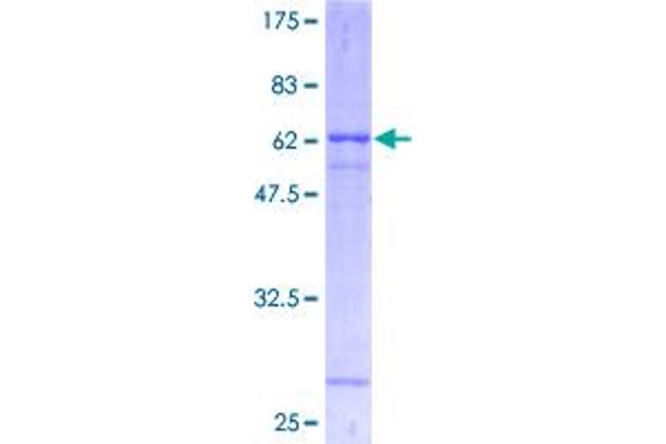 ATP1B1 Protein (AA 1-303) (GST tag)