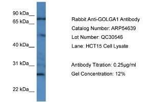WB Suggested Anti-GOLGA1  Antibody Titration: 0. (GOLGA1 Antikörper  (N-Term))