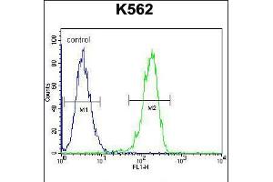 Flow cytometric analysis of K562 cells (right histogram) compared to a negative control cell (left histogram). (CPSF7 Antikörper  (C-Term))