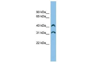C3orf33 antibody used at 1 ug/ml to detect target protein. (C3orf33 Antikörper  (Middle Region))
