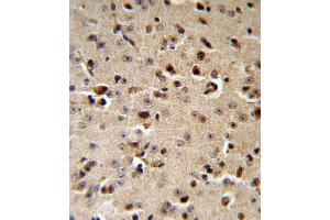 TPH2 Antibody IHC analysis in formalin fixed and paraffin embedded mouse brain followed by peroxidase conjugation of the secondary antibody and DAB staining. (Tryptophan Hydroxylase 2 Antikörper  (AA 168-193))