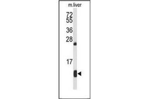 Western blot analysis of HBA2 Antibody (Center) in mouse liver tissue lysates (35ug/lane). (HBA1 Antikörper  (Middle Region))