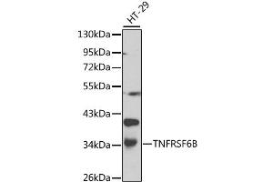 Western blot analysis of extracts of HT-29 cells, using TNFRSF6B antibody (ABIN1875137) at 1:1000 dilution. (TNFRSF6B Antikörper)
