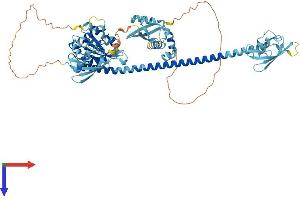 Protein Structure (PS) image for Fas (TNFRSF6) Associated Factor 1 (FAF1) (AA 1-649) protein (His tag) (ABIN7556168)