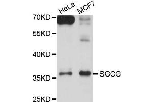 Western blot analysis of extracts of HeLa and MCF7 cells, using SGCG antibody.