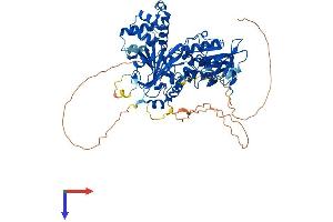 CHM Protein (AA 1-653) (His tag)