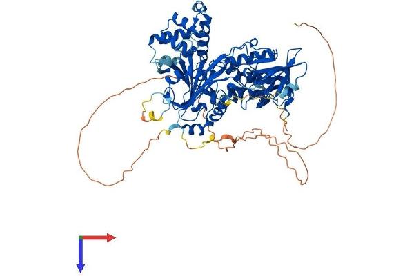 CHM Protein (AA 1-653) (His tag)