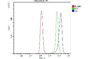 Flow Cytometry analysis of Raji cells using anti-Integrin Linked ILK antibody (ABIN7599411). (ILK Antikörper  (AA 1-452))