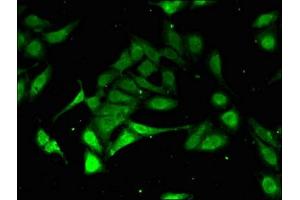 Immunofluorescence (IF) image for anti-Proteasome Subunit Alpha Type 3 (PSMA3) (AA 218-248) antibody (ABIN7164952)