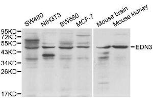 Western blot analysis of extracts of various cell lines, using EDN3 antibody. (Endothelin 3 Antikörper)