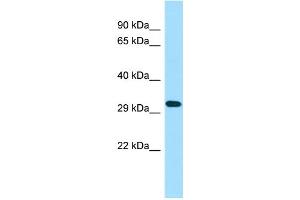 Western Blotting (WB) image for anti-Taste Receptor, Type 2, Member 50 (TAS2R50) (C-Term) antibody (ABIN2790593)