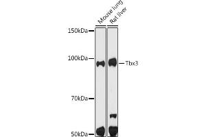 Western blot analysis of extracts of various cell lines, using Tbx3 antibody (ABIN7270699) at 1:500 dilution. (TBX3 Antikörper)