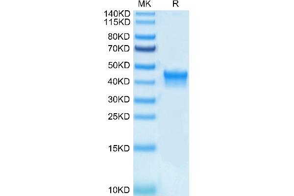 CD25 Protein (AA 22-213) (His-Avi Tag,Biotin)