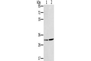 Western Blotting (WB) image for anti-Hydroxysteroid (17-Beta) Dehydrogenase 12 (HSD17B12) antibody (ABIN2430249) (HSD17B12 Antikörper)
