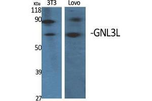 Western Blot (WB) analysis of specific cells using GNL3L Polyclonal Antibody.