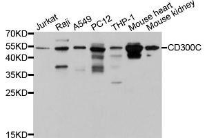 Western blot analysis of extracts of various cell lines, using CD300C antibody (ABIN5997396) at 1/1000 dilution. (CD300c Antikörper)