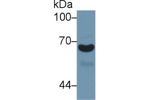 Western Blot; Sample: Human Urine; Primary Ab: 1µg/ml Rabbit Anti-Mouse a1BG Antibody Second Ab: 0. (A1BG Antikörper  (AA 220-415))