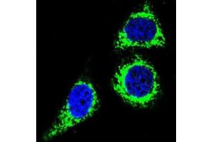 Immunofluorescence (IF) image for anti-B-Cell CLL/lymphoma 10 (BCL10) antibody (ABIN2995789) (BCL10 Antikörper)