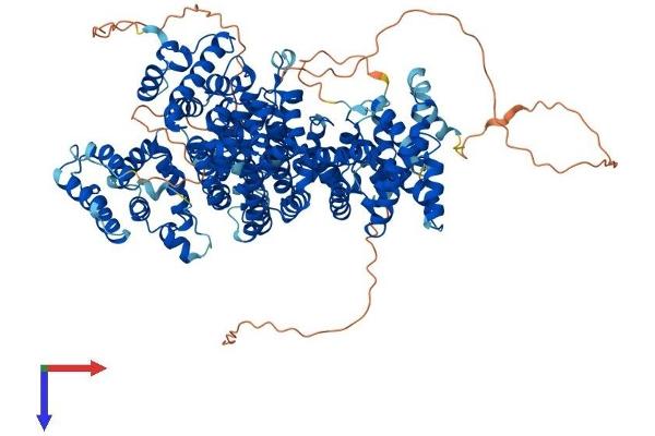 INTS3 Protein (AA 1-1043) (His tag)