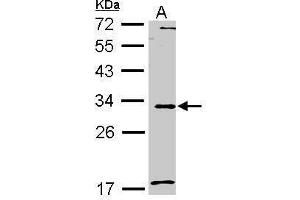 WB Image Sample (30 ug of whole cell lysate) A: A549 12% SDS PAGE antibody diluted at 1:1000 (MMP7 Antikörper  (C-Term))