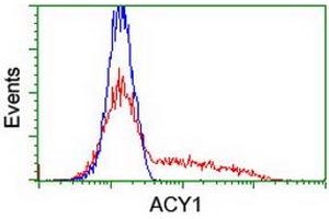 Flow Cytometry (FACS) image for anti-Aminoacylase 1 (ACY1) antibody (ABIN1496456) (Aminoacylase 1 Antikörper)