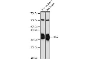 Western blot analysis of extracts of various cell lines, using FHL2 Rabbit mAb (ABIN7267254) at 1:1000 dilution. (FHL2 Antikörper)