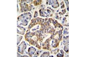 Immunohistochemistry analysis in formalin fixed and paraffin embedded human pancreas tissue reacted with NMDA Receptor 2A Antibody (C-term) followed by peroxidase conjugation of the secondary antibody and DAB staining. (NMDAR2A Antikörper  (C-Term))