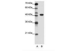 Image no. 1 for anti-Transcription Factor AP-2 alpha (Activating Enhancer Binding Protein 2 Alpha) (TFAP2A) (C-Term) antibody (ABIN202525) (TFAP2A Antikörper  (C-Term))