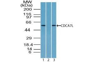 Image no. 1 for anti-Cell Division Cycle Associated 7-Like (CDCA7L) (AA 170-220) antibody (ABIN960114) (CDCA7L Antikörper  (AA 170-220))