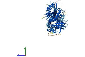 NADPH Oxidase 4 Protein (NOX4) (AA 1-578) (His tag)