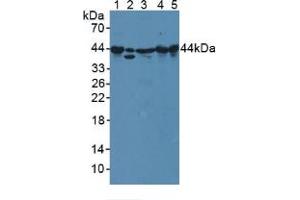 Western blot analysis of (1) Mouse Serum, (2) Human A549 Cells, (3) Mouse Spleen Tissue, (4) Mouse Heart Tissue and (5) Rat Heart Tissue. (PPID Antikörper  (AA 9-189))