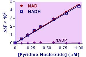 Biochemical Assay (BCA) image for NAD/NADH Assay Kit (ABIN1019680) (NAD/NADH Assay Kit)