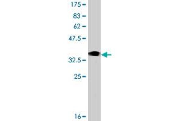 Kelch-like protein 41 (KLHL41) (AA 205-304) Antikörper