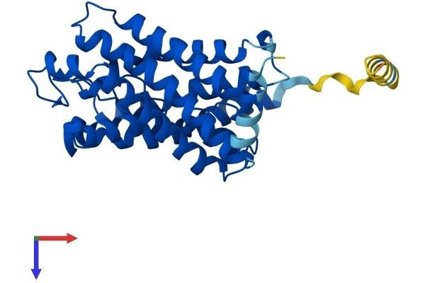 AQP3 Protein (AA 1-292) (His tag)