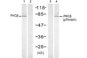 Western blot analysis of extracts from K562 cells, untreated or treated with PMA (1ng/ml, 10min), using PKCβ (Ab-641) antibody (E021184, Line 1 and 2) and PKCβ (Phospho-Thr641) antibody (E011172, Line 3 and 4). (PKC beta Antikörper)