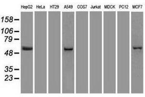 Image no. 2 for anti-Keratin 8 (KRT8) (AA 91-381) antibody (ABIN1491714) (KRT8 Antikörper  (AA 91-381))