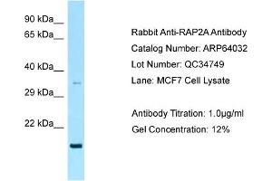 Western Blotting (WB) image for anti-RAP2A, Member of RAS Oncogene Family (RAP2A) (C-Term) antibody (ABIN2789703)