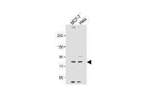 All lanes : Anti-SMURF1 Antibody (N-term) at 1:2000 dilution Lane 1: MCF-7 whole cell lysate Lane 2: Hela whole cell lysate Lysates/proteins at 20 μg per lane. (SMURF1 Antikörper  (N-Term))