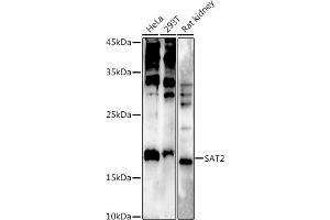 Western blot analysis of extracts of various cell lines, using  at 1:500 dilution. (SAT2 Antikörper  (AA 1-170))