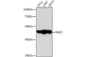 Western blot analysis of extracts of various cell lines, using NUF2 Rabbit mAb (ABIN7269072) at 1:1000 dilution. (NUF2 Antikörper)